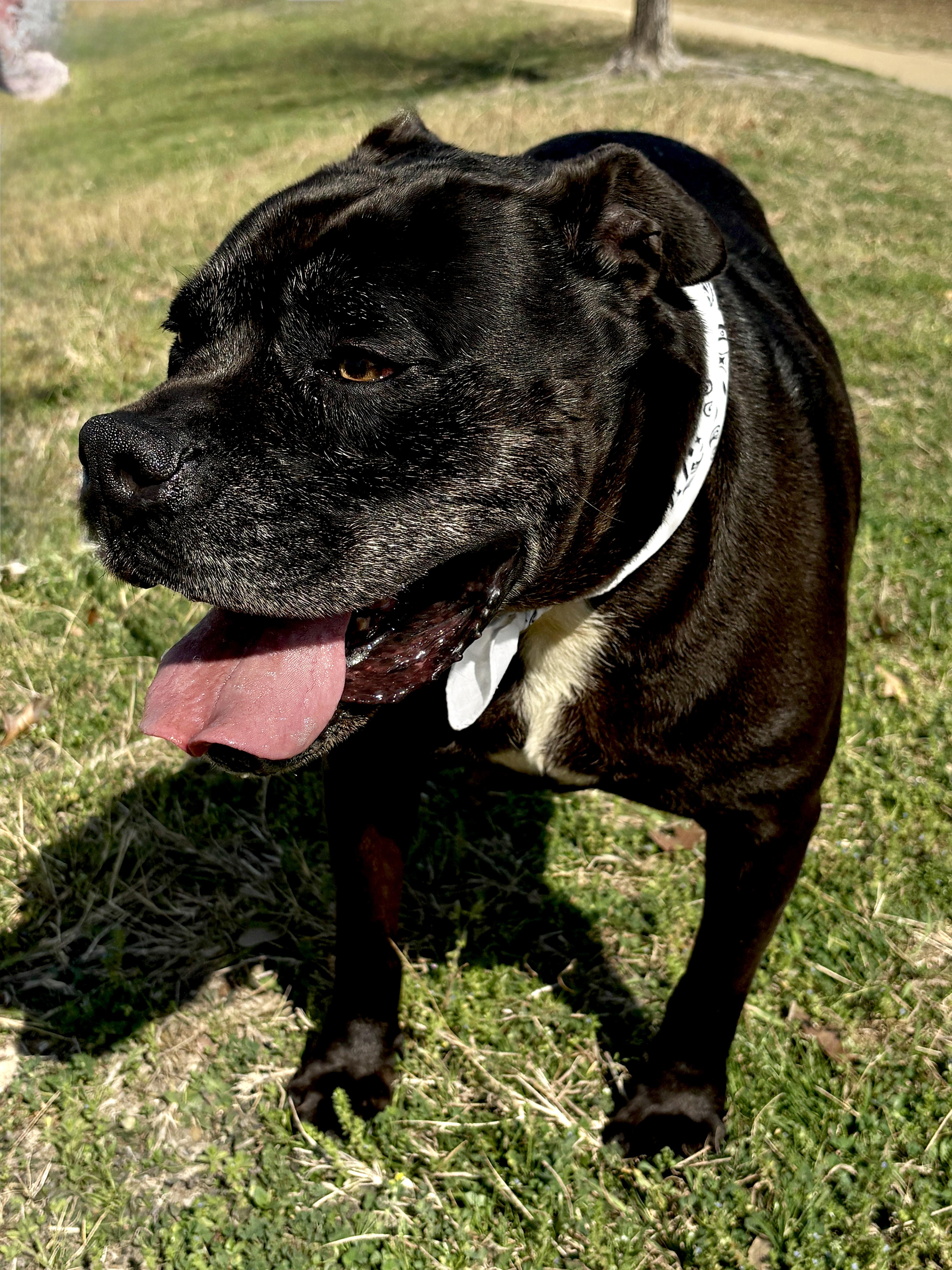 Enlarge EARL GREY aka MR COOL, a ADOPTABLE Staffordshire Bull Terrier in Boston, MA image 5/5