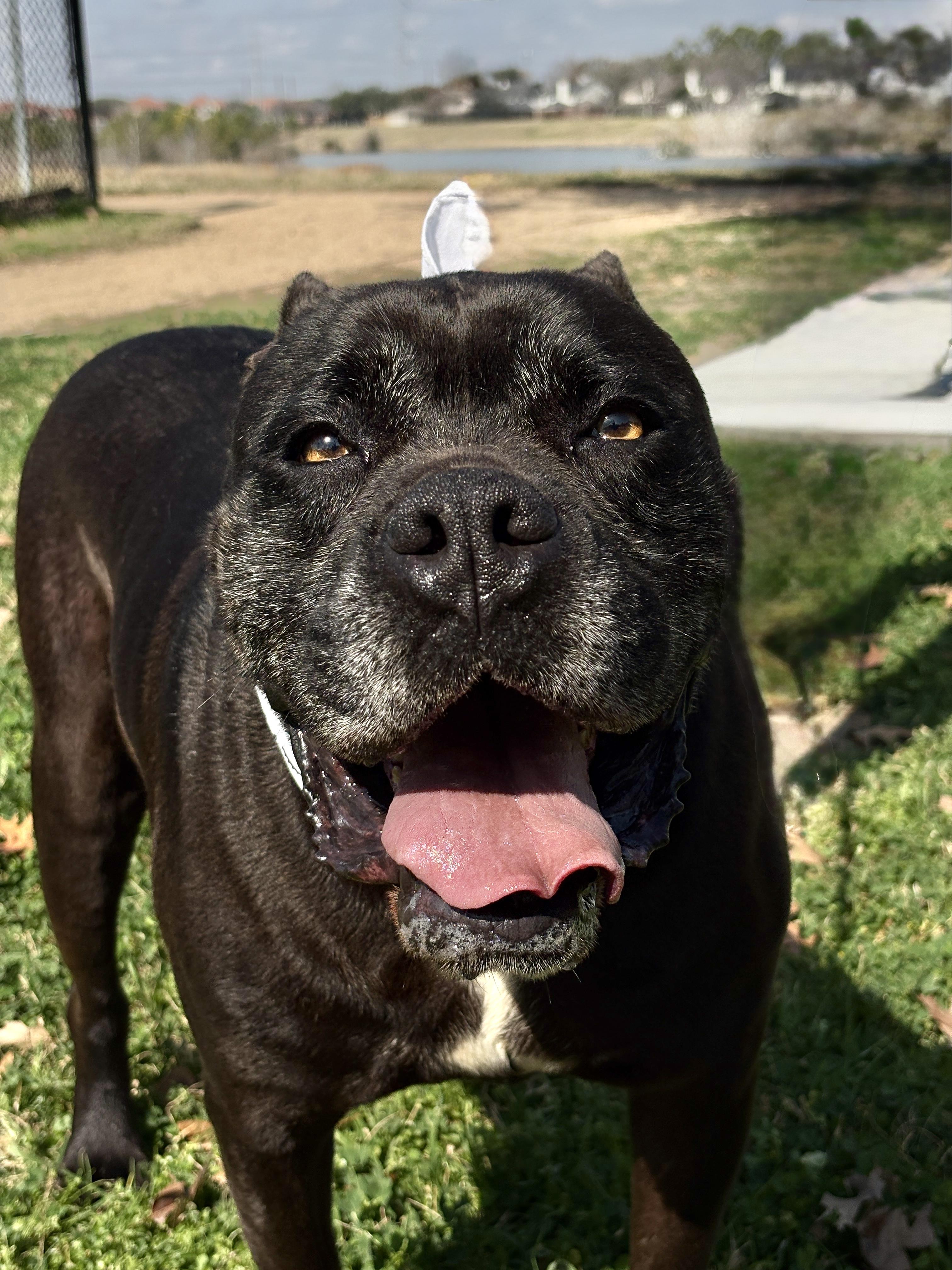 Enlarge EARL GREY aka MR COOL, a ADOPTABLE Staffordshire Bull Terrier in Boston, MA image 3/5