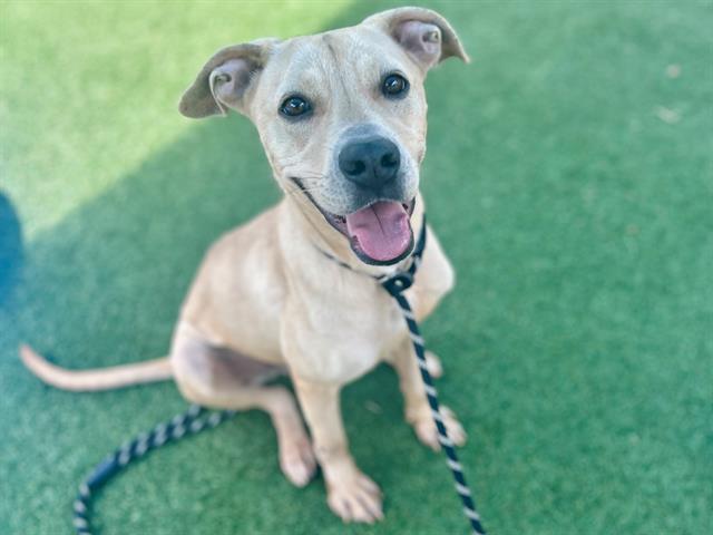 TITUS, Adoptable, Young Male Labrador Retriever.