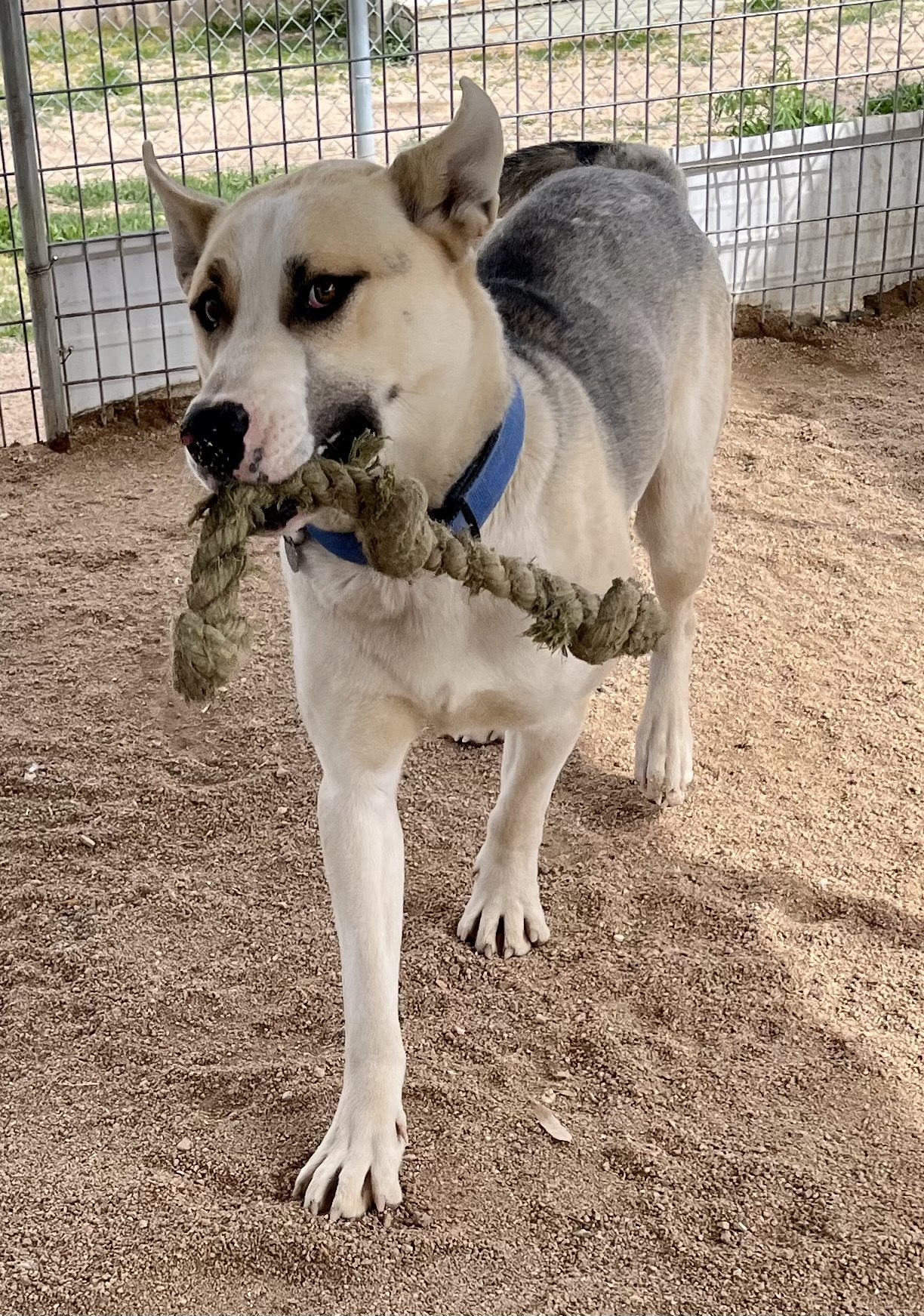 Enlarge Crispin, a Adoptable mixed breed in Lancaster, CA image 10/14