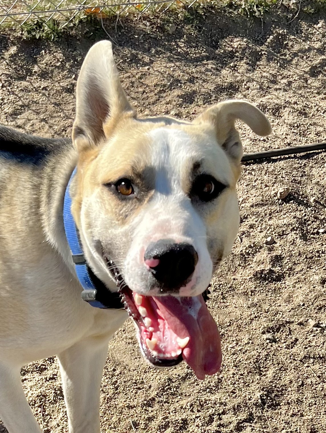 Enlarge Crispin, a Adoptable mixed breed in Lancaster, CA image 11/14