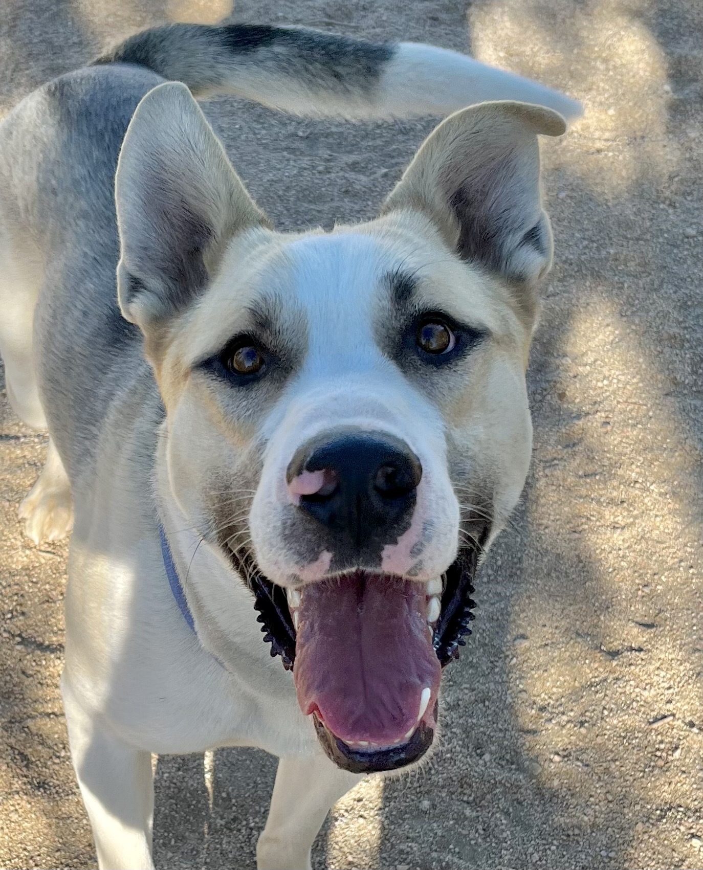 Crispin, a Adoptable mixed breed in Lancaster, CA image 1/14