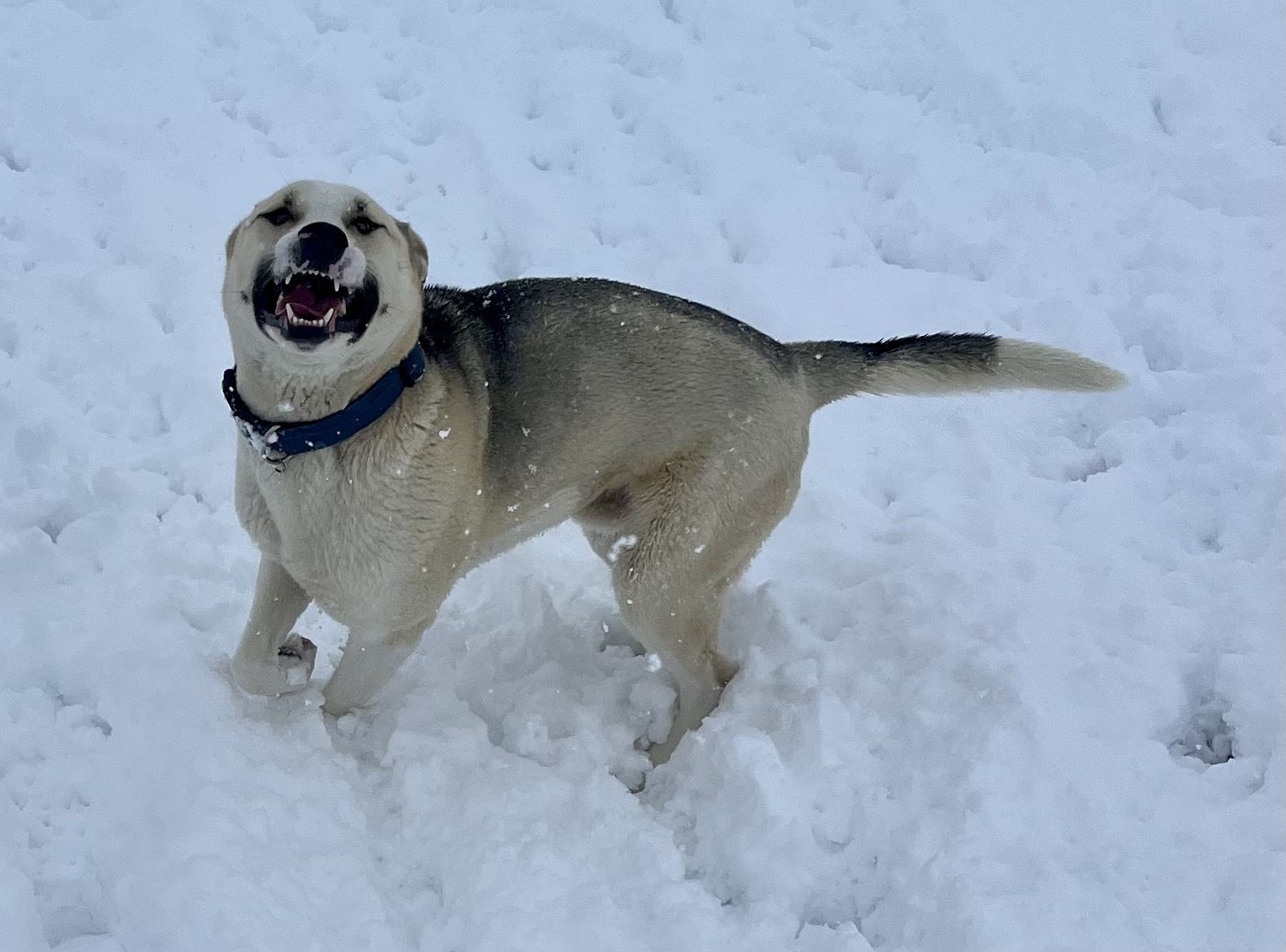 Enlarge Crispin, a Adoptable mixed breed in Lancaster, CA image 13/14