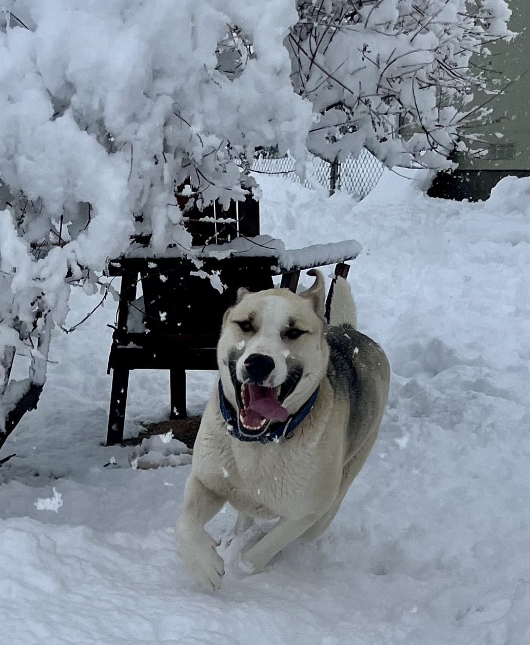 Enlarge Crispin, a Adoptable mixed breed in Lancaster, CA image 14/14