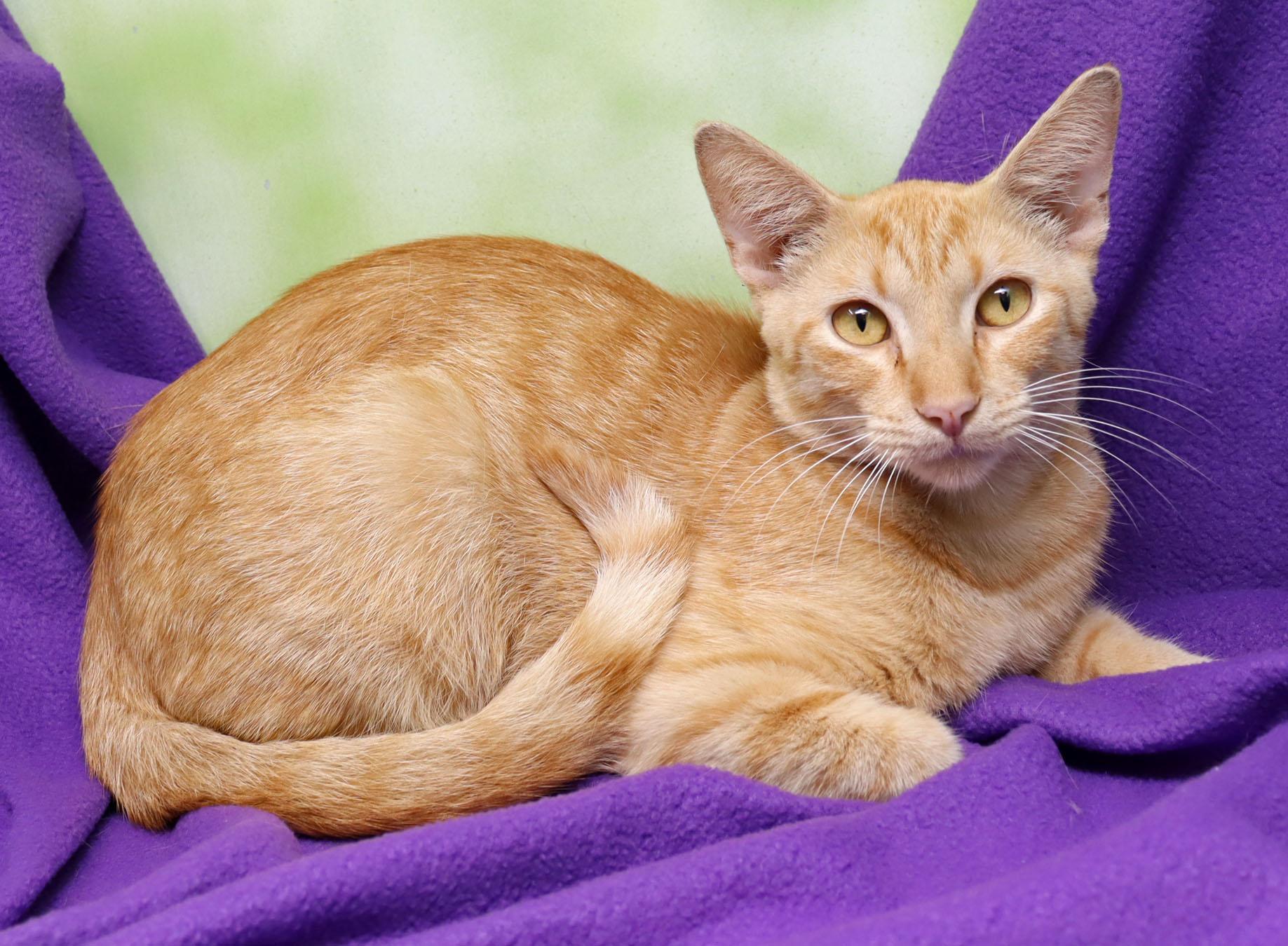 Enlarge Dobbie, a Adoptable Domestic Short Hair in Tierra Verde, FL image 2/3