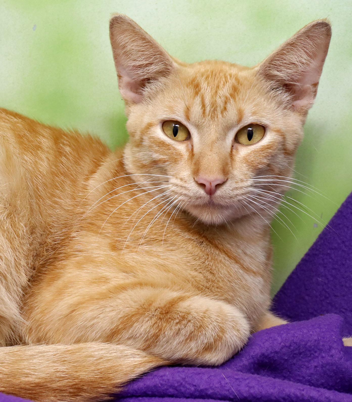 Enlarge Dobbie, a Adoptable Domestic Short Hair in Tierra Verde, FL image 1/3