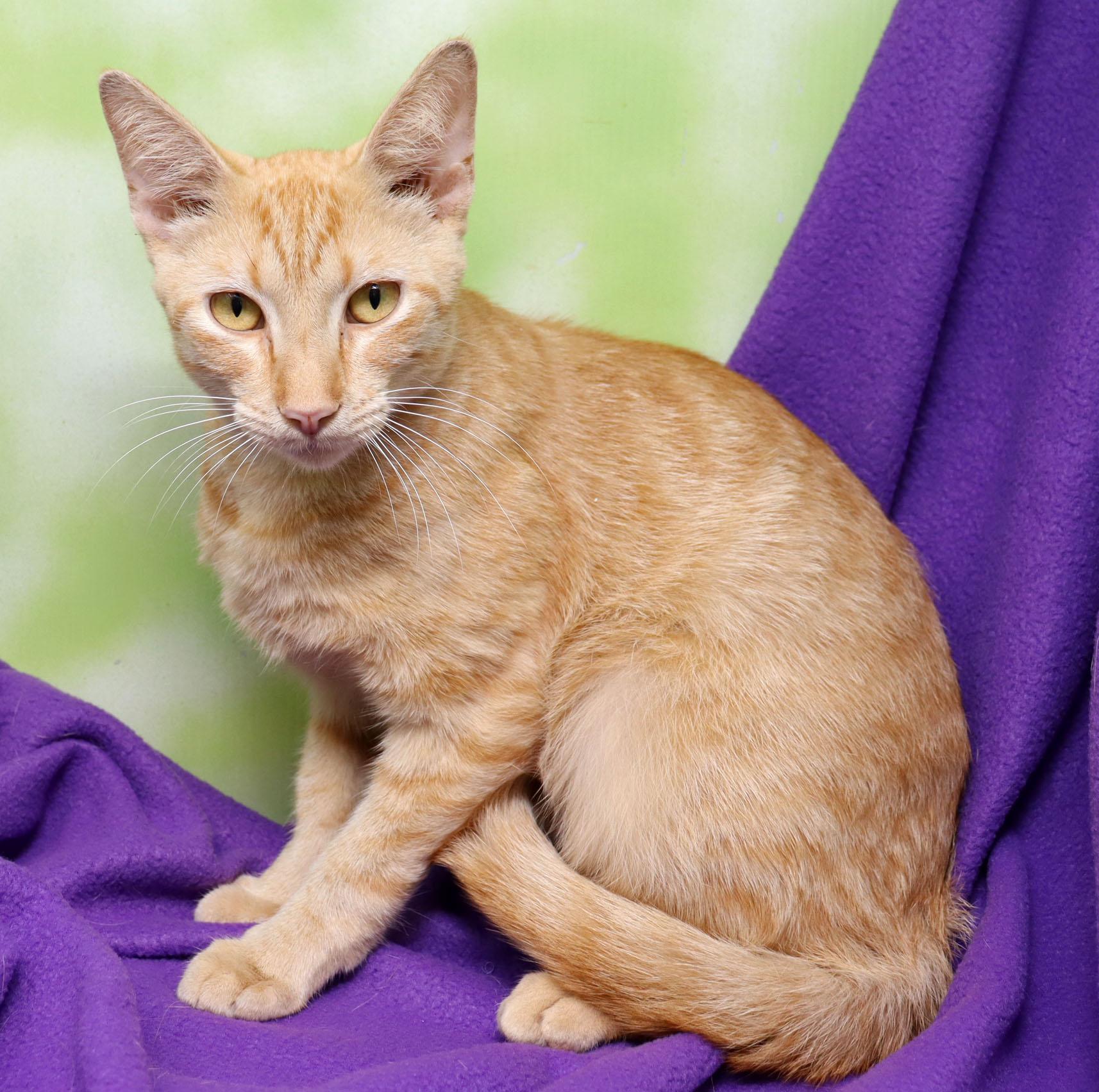Enlarge Dobbie, a Adoptable Domestic Short Hair in Tierra Verde, FL image 3/3