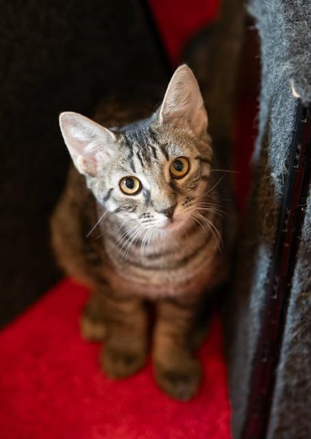 Smoke, an adopted Domestic Short Hair in New York, NY_image-1