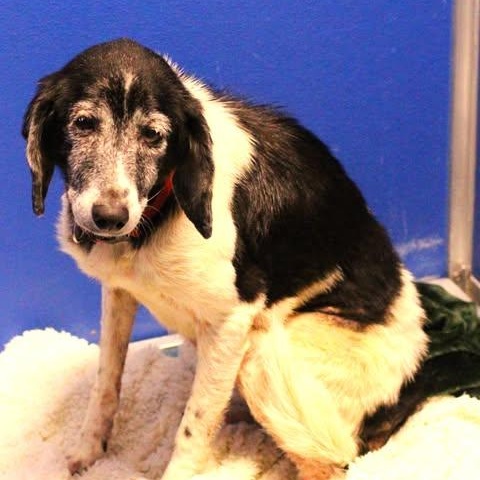 Enlarge 26-01527, a Adopted Hound in Fredericksburg, VA image 1/1