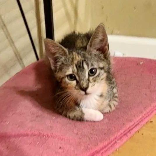 Rebecca, a Adoptable Domestic Short Hair in Tallahassee, FL image 1/4