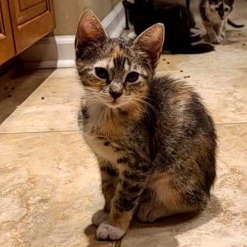 Rebecca, a Adoptable Domestic Short Hair in Tallahassee, FL image 3/4