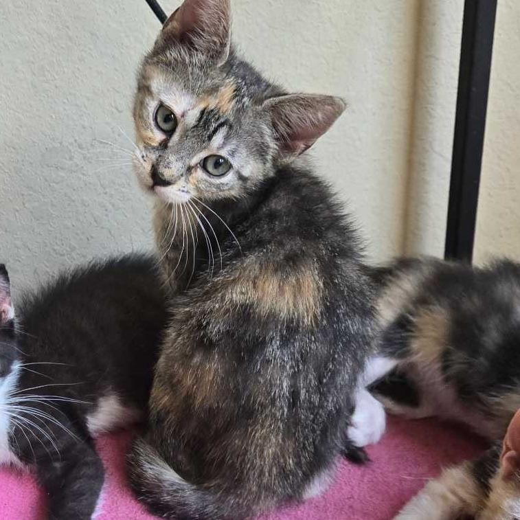 Rebecca, a Adoptable Domestic Short Hair in Tallahassee, FL image 4/4