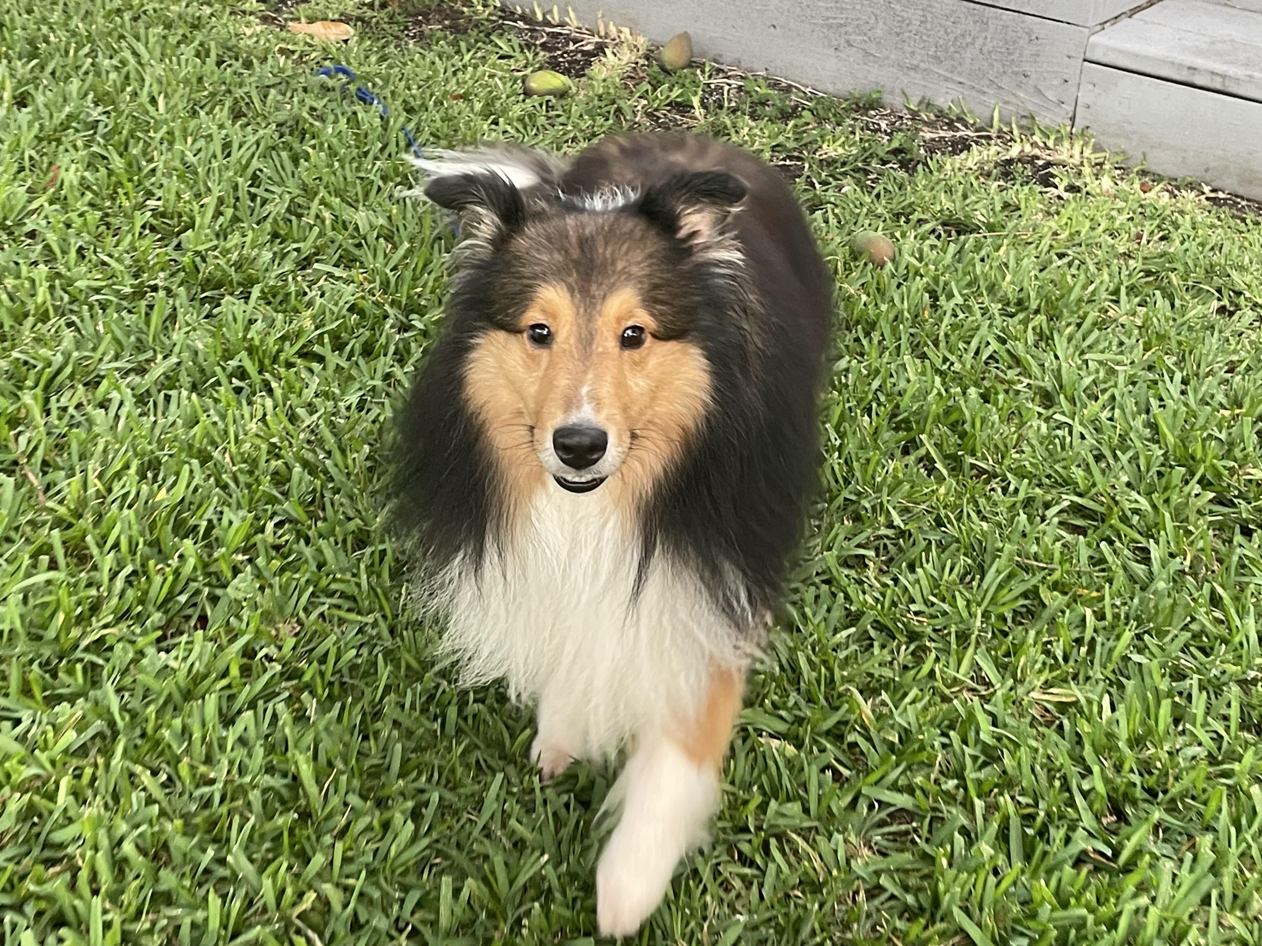 Enlarge Finn, a ADOPTABLE Shetland Sheepdog / Sheltie in Palm Bay, FL image 2/2