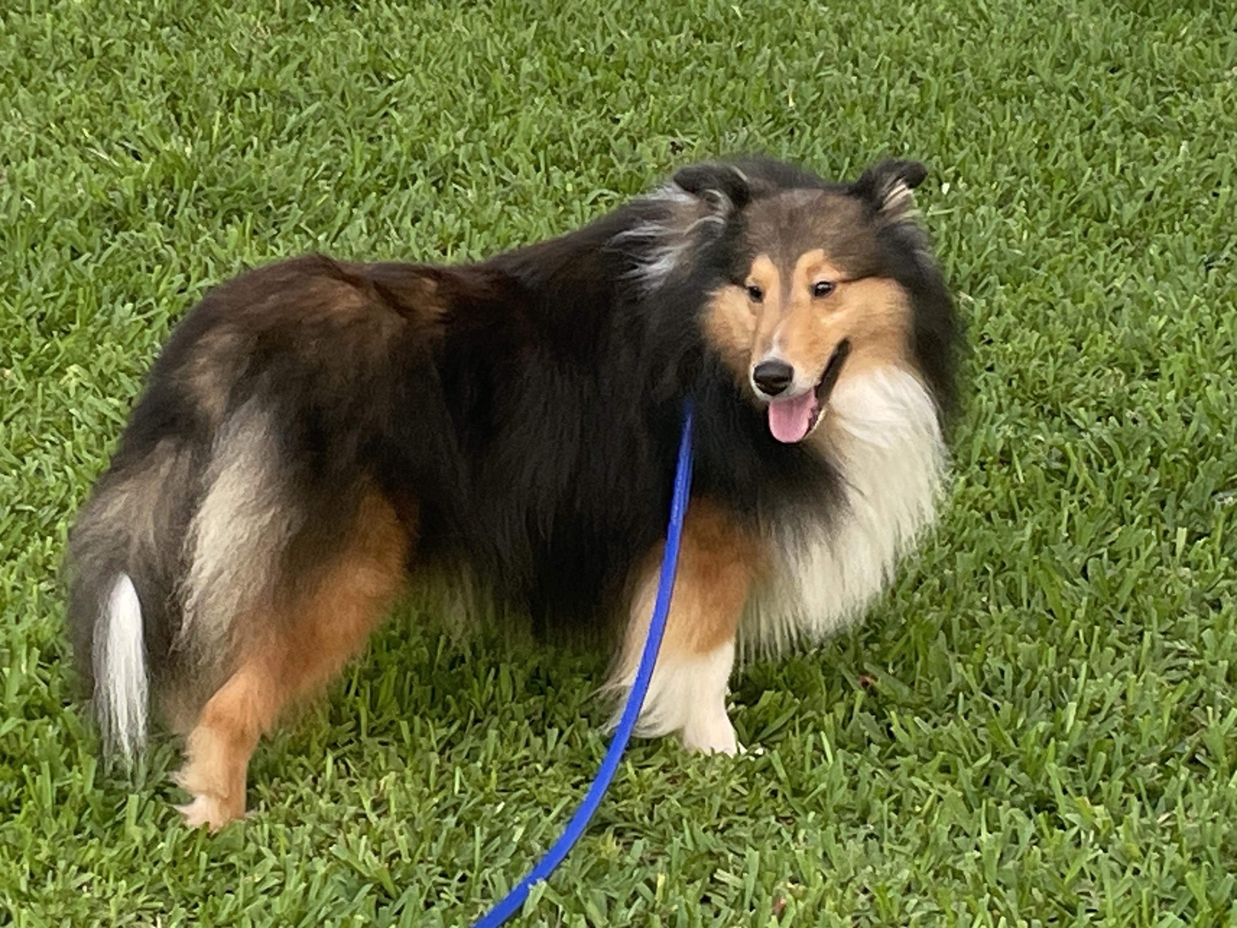 Enlarge Finn, a ADOPTABLE Shetland Sheepdog / Sheltie in Palm Bay, FL image 1/2