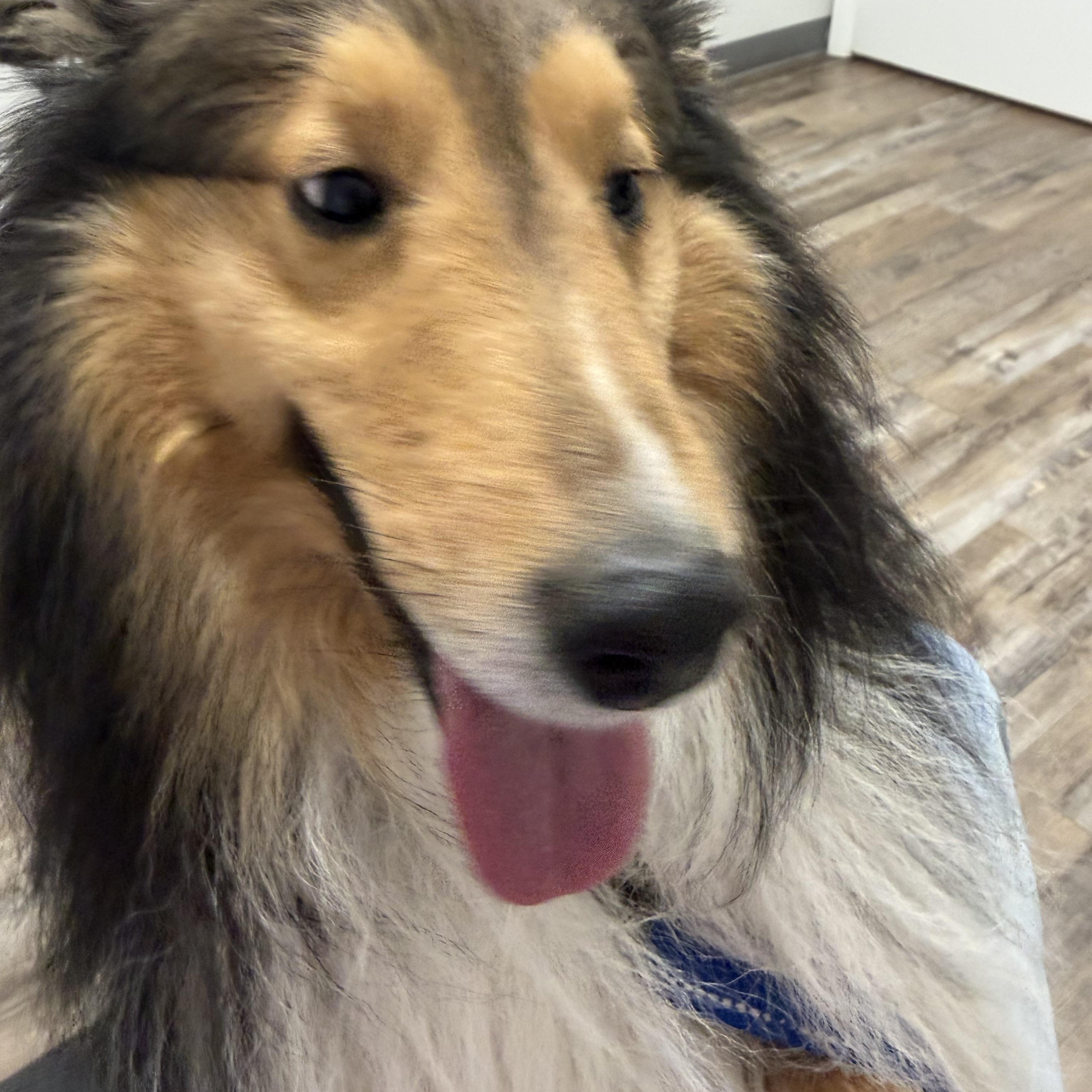 Finn, a ADOPTABLE Shetland Sheepdog / Sheltie in Palm Bay, FL image 3/4