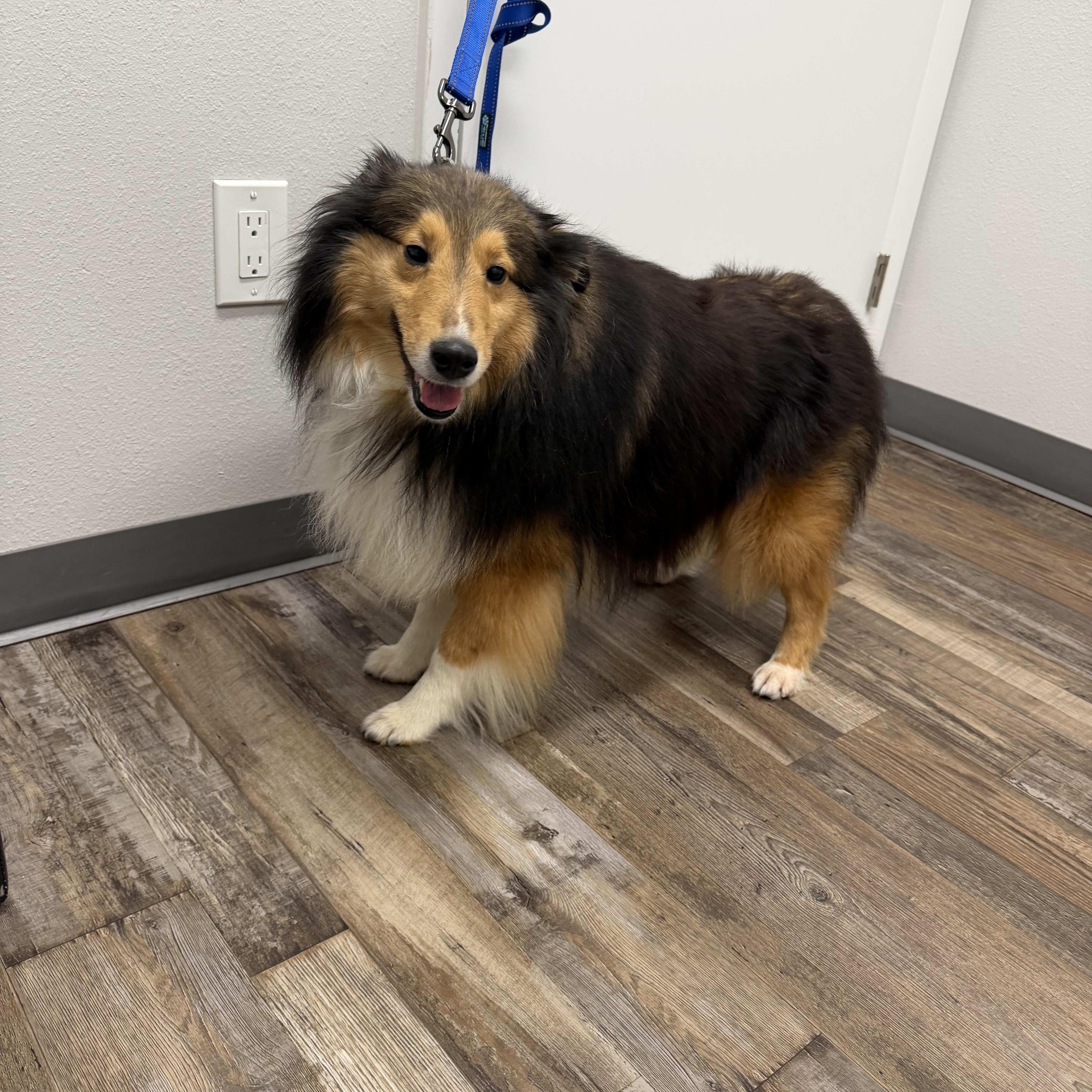 Finn, a ADOPTABLE Shetland Sheepdog / Sheltie in Palm Bay, FL image 2/4