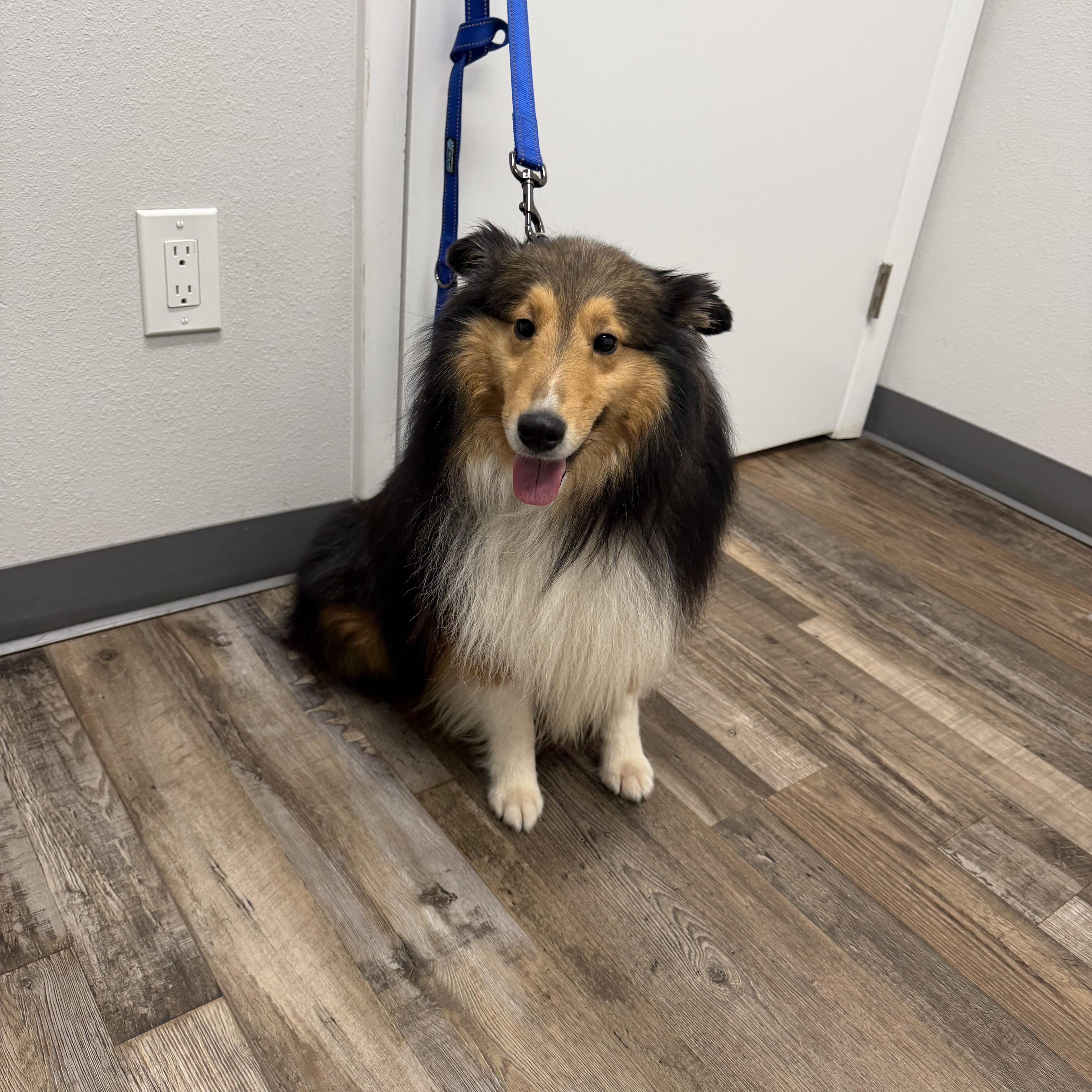 Finn, a ADOPTABLE Shetland Sheepdog / Sheltie in Palm Bay, FL image 4/4