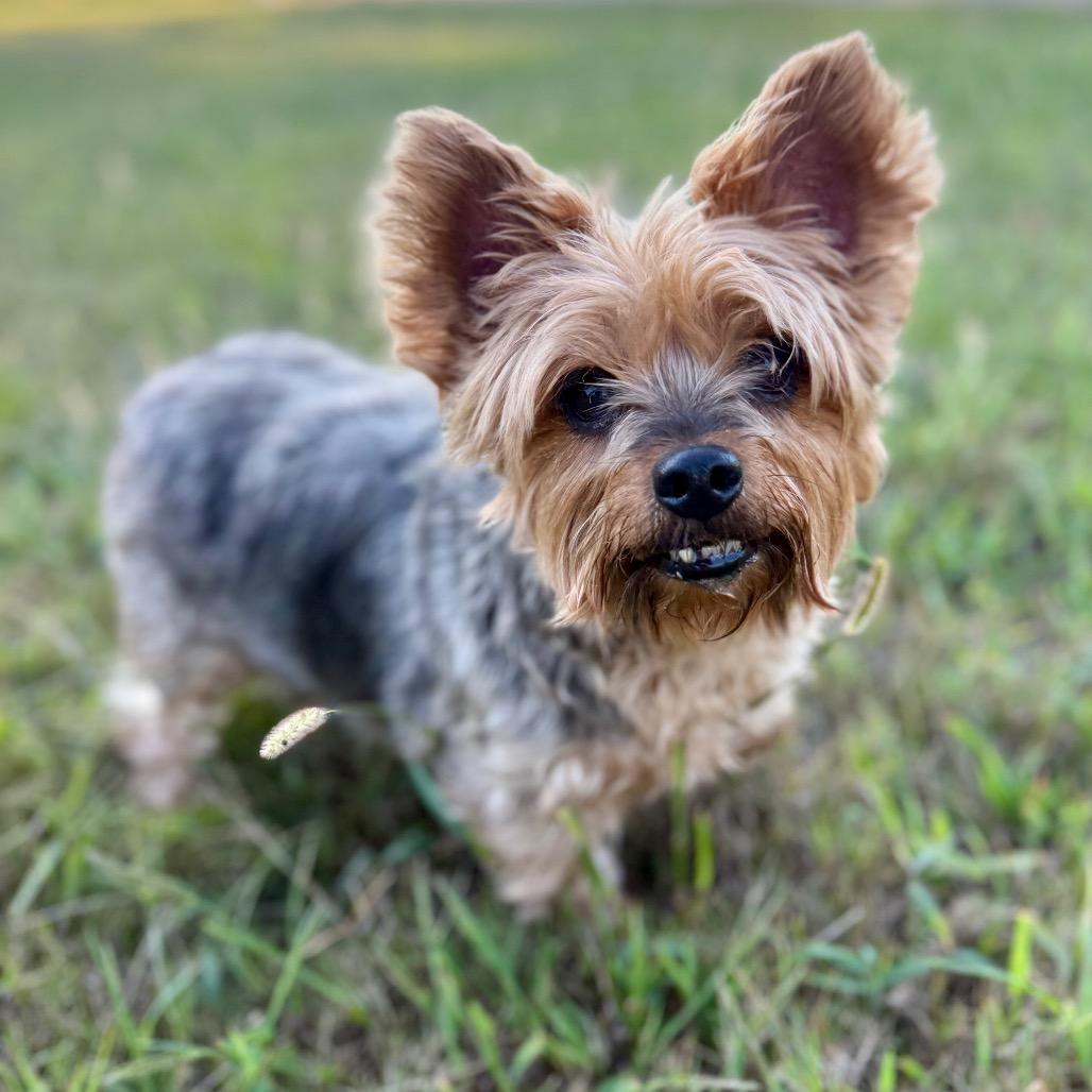 Lucky, Adoptable, Senior Male Yorkshire Terrier.