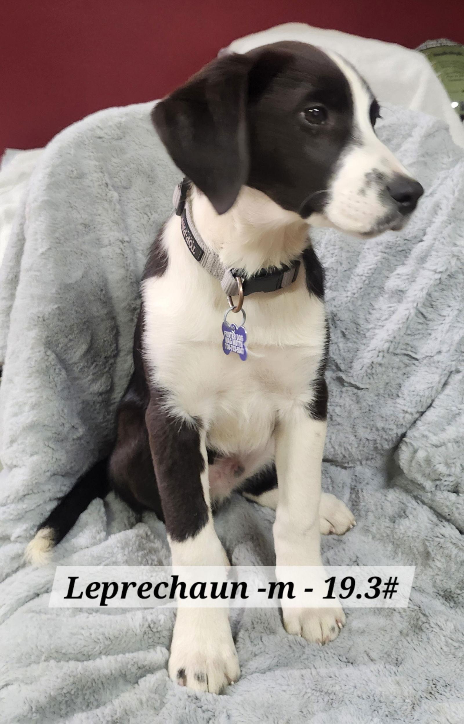 Enlarge Leprechaun, a Adoptable mixed breed in Hillside, IL image 2/2