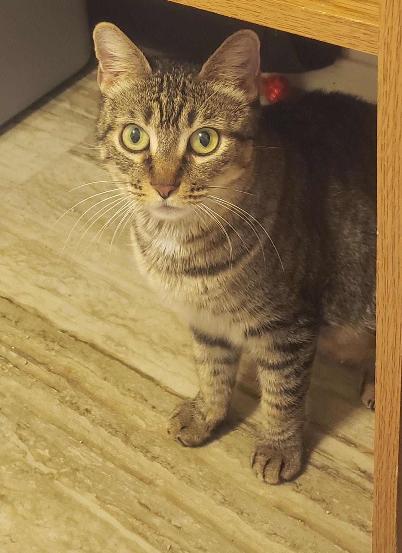 Enlarge Faith, a Adoptable Domestic Short Hair in Phoenix, AZ image 1/2