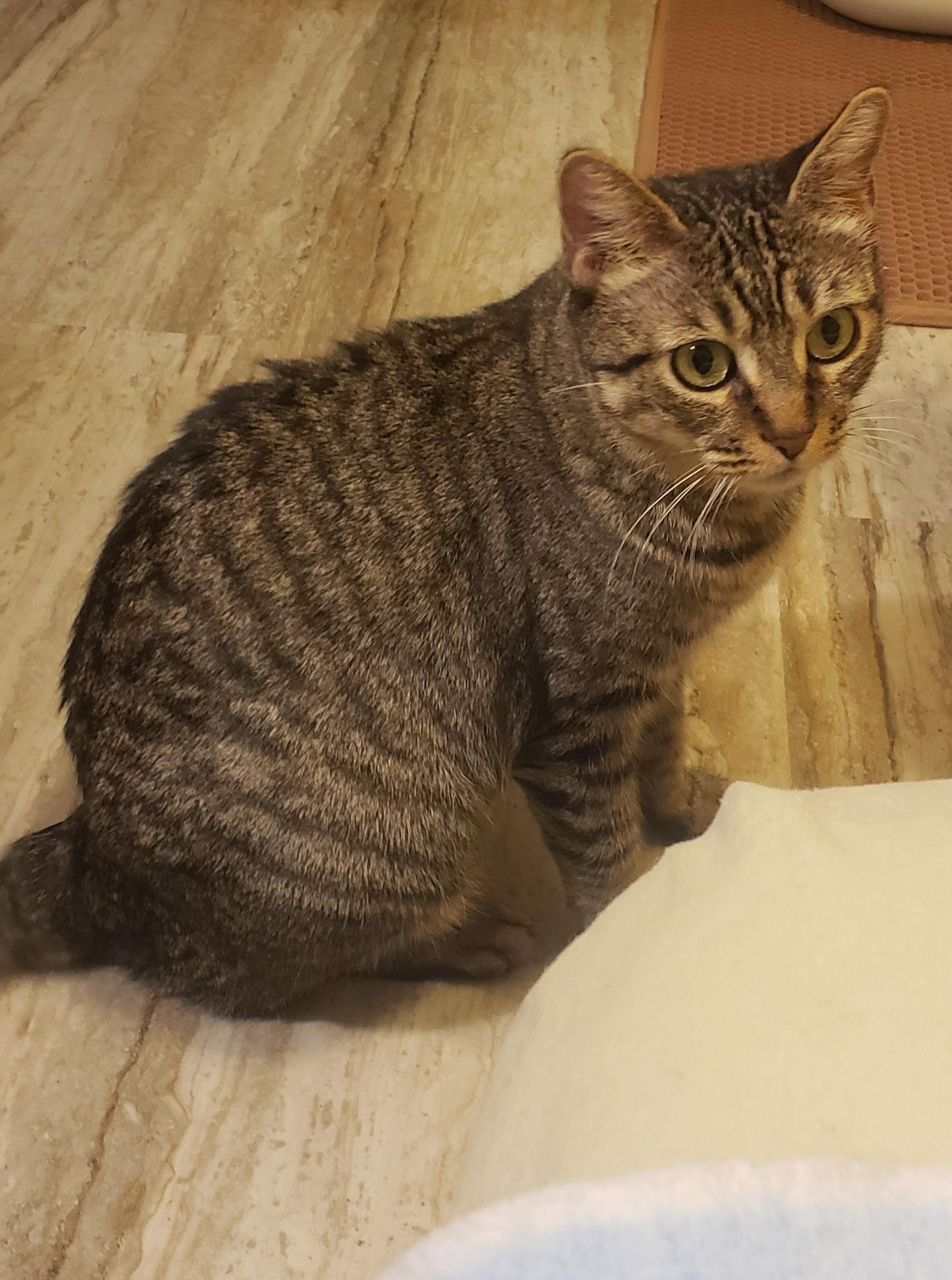 Enlarge Faith, a Adoptable Domestic Short Hair in Phoenix, AZ image 2/2