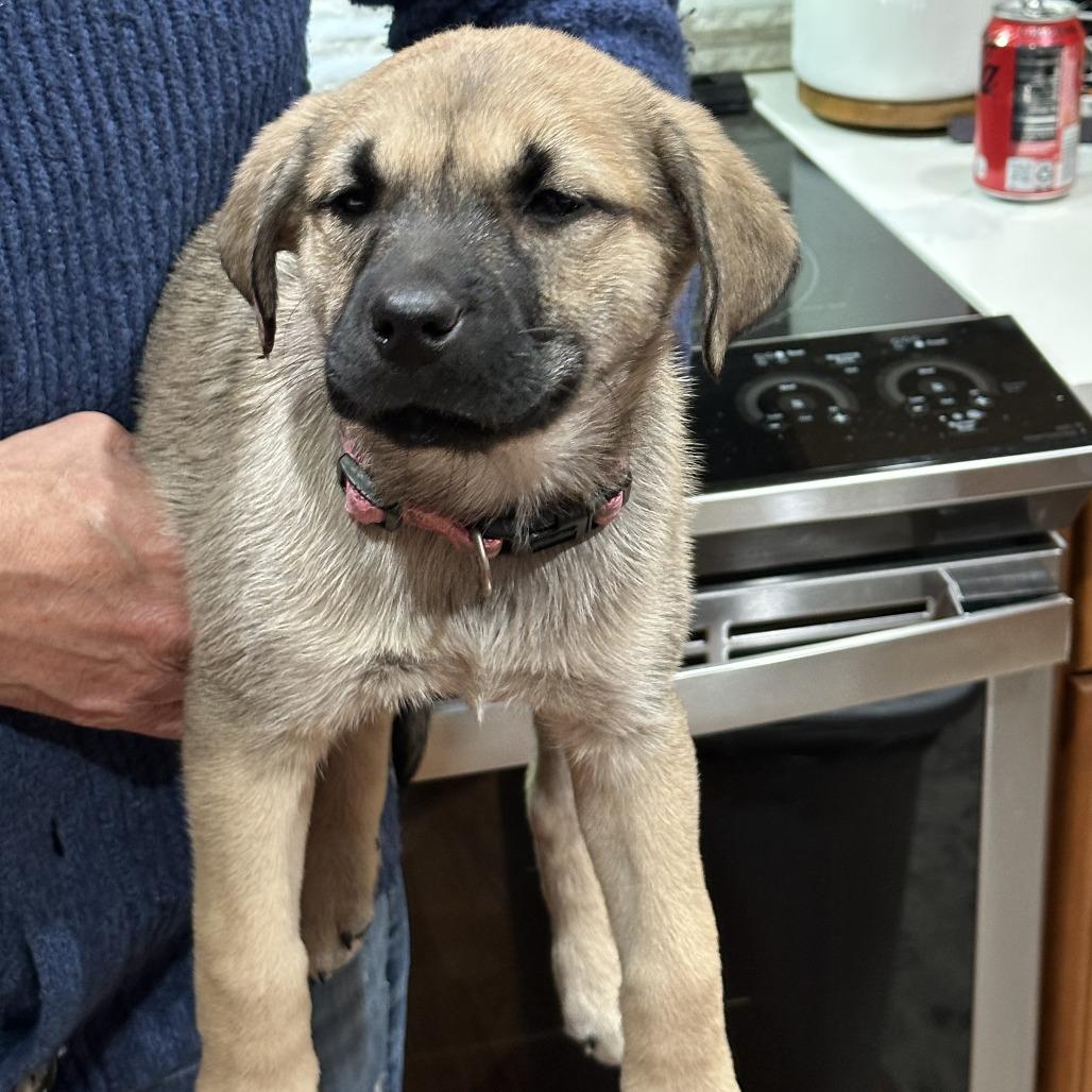Pearl, Adoptable, Puppy Female Mixed Breed.