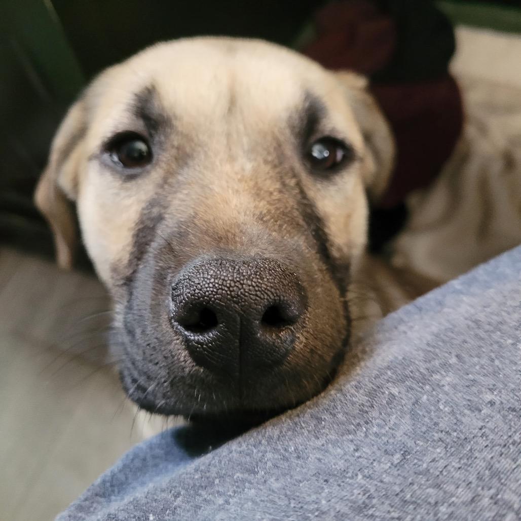 Enlarge Pearl, a Adoptable Mixed Breed in Bismarck, ND image 2/6