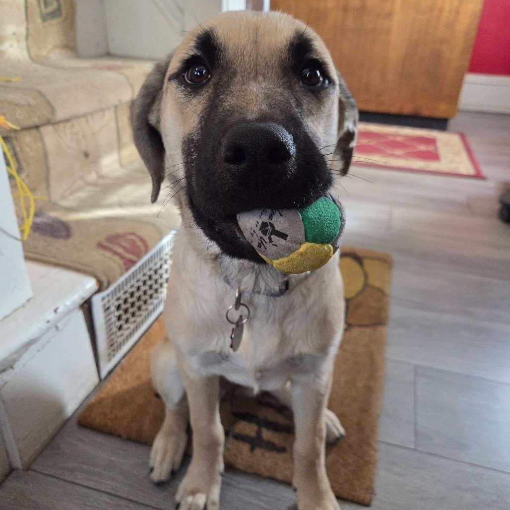 Enlarge Pearl, a Adoptable Mixed Breed in Bismarck, ND image 3/6