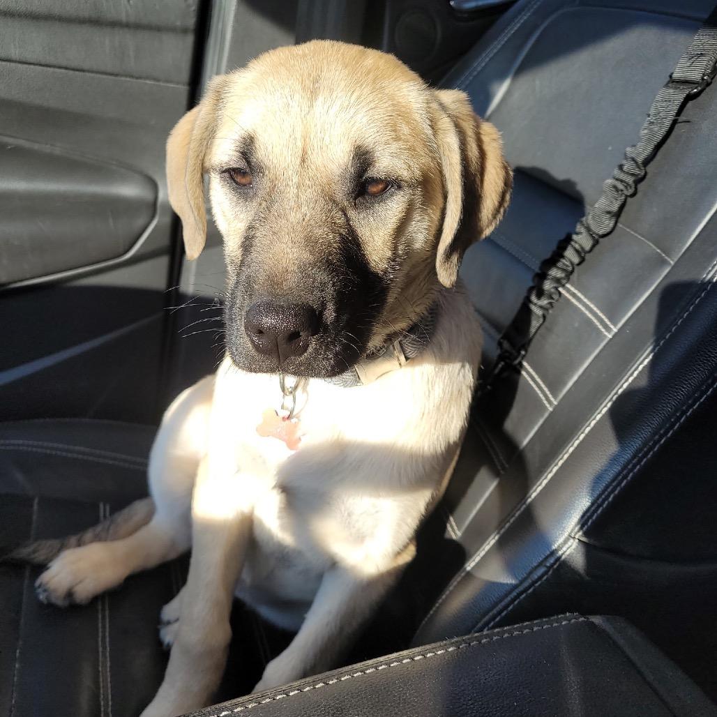 Enlarge Pearl, a Adoptable Mixed Breed in Bismarck, ND image 4/6