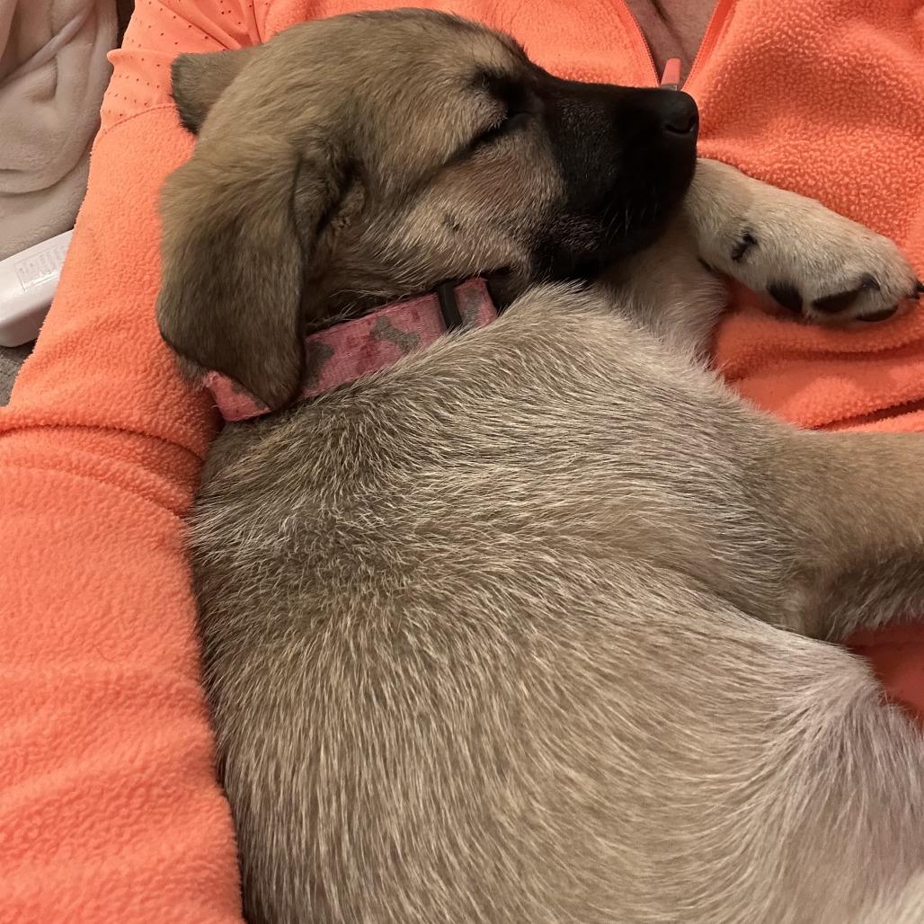 Enlarge Pearl, a Adoptable Mixed Breed in Bismarck, ND image 5/6