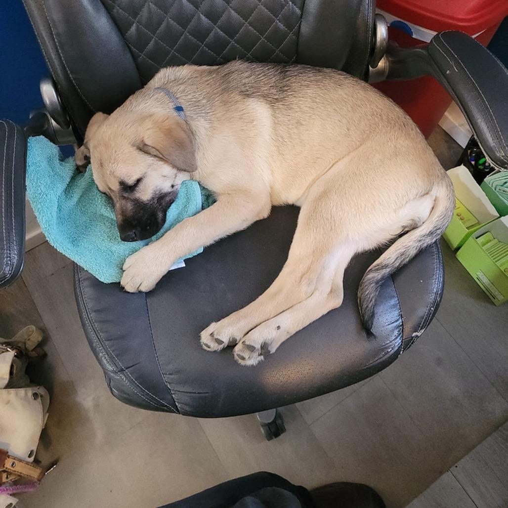 Enlarge Pearl, a Adoptable Mixed Breed in Bismarck, ND image 6/6