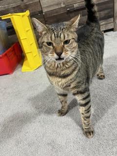 TJ, ADOPTABLE, Adult Male Domestic Short Hair.