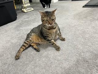 TJ, a ADOPTABLE Domestic Short Hair in Nottingham, MD image 2/4