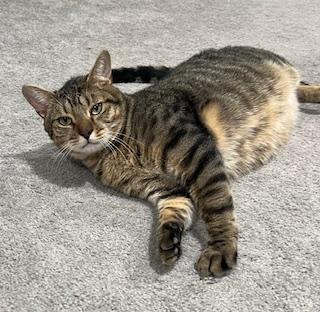 TJ, a ADOPTABLE Domestic Short Hair in Nottingham, MD image 4/4