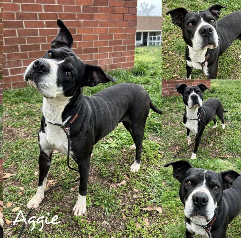 Aggie, Adoptable, Young Female Boxer & Pit Bull Terrier.