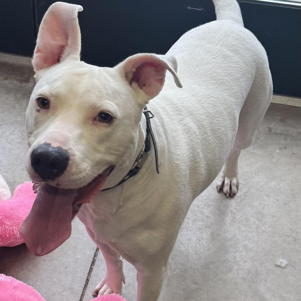 Radar, Adoptable, Adult Male Pit Bull Terrier.
