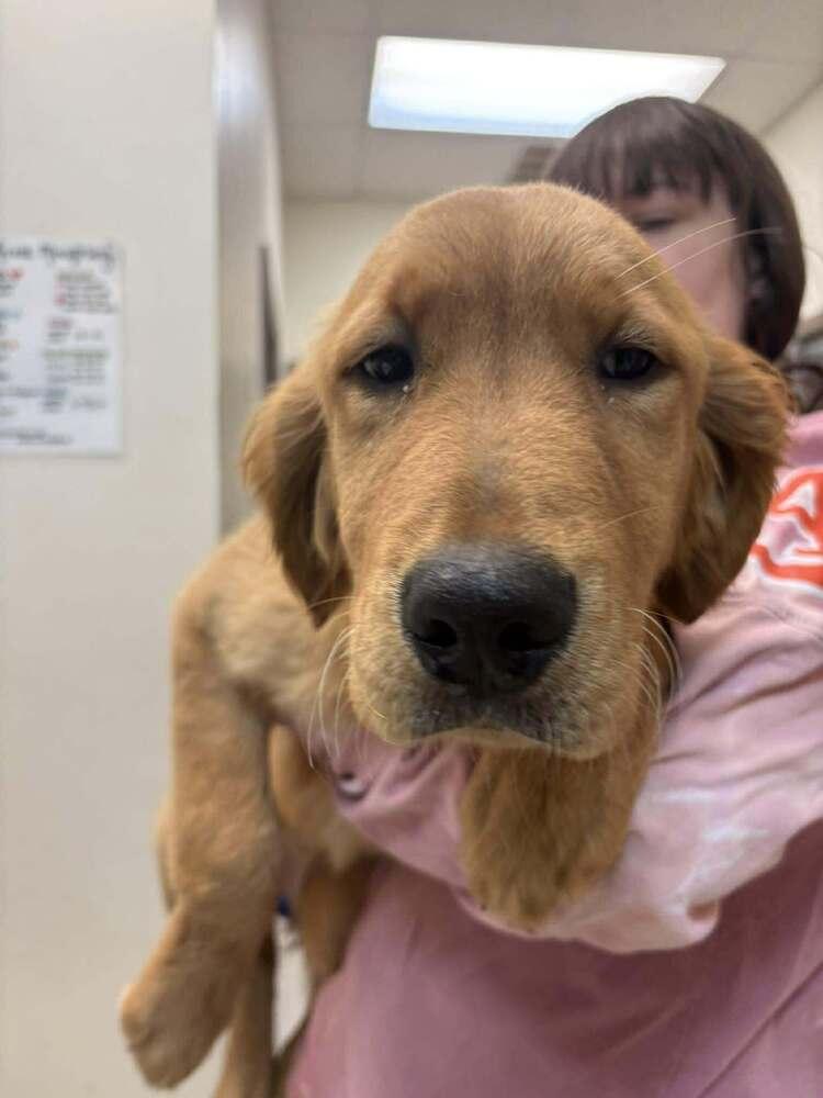 Marigold, Adoptable, Puppy Female Golden Retriever.