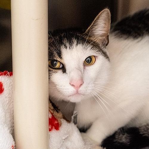 Enlarge Leo, a Adoptable Domestic Short Hair in Brockton, MA image 1/2