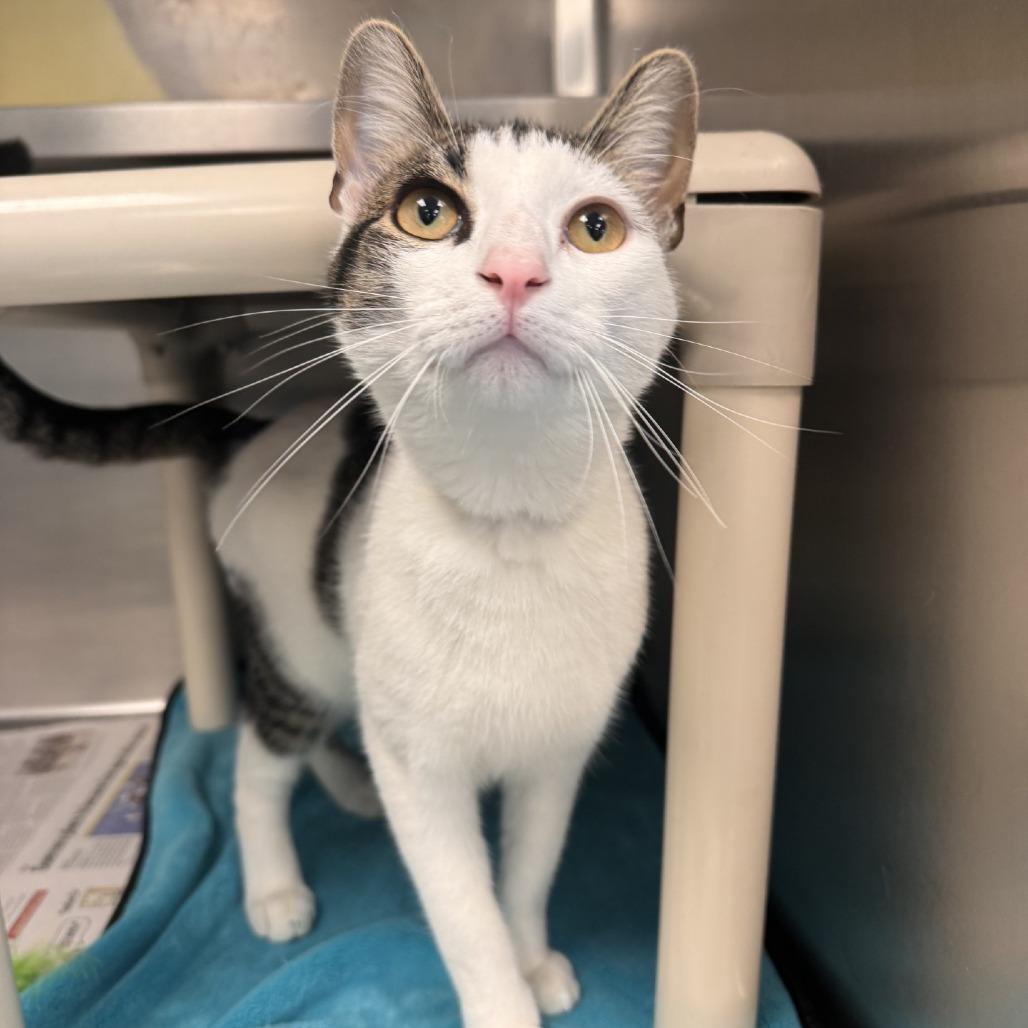 Enlarge Leo, a Adoptable Domestic Short Hair in Brockton, MA image 2/2