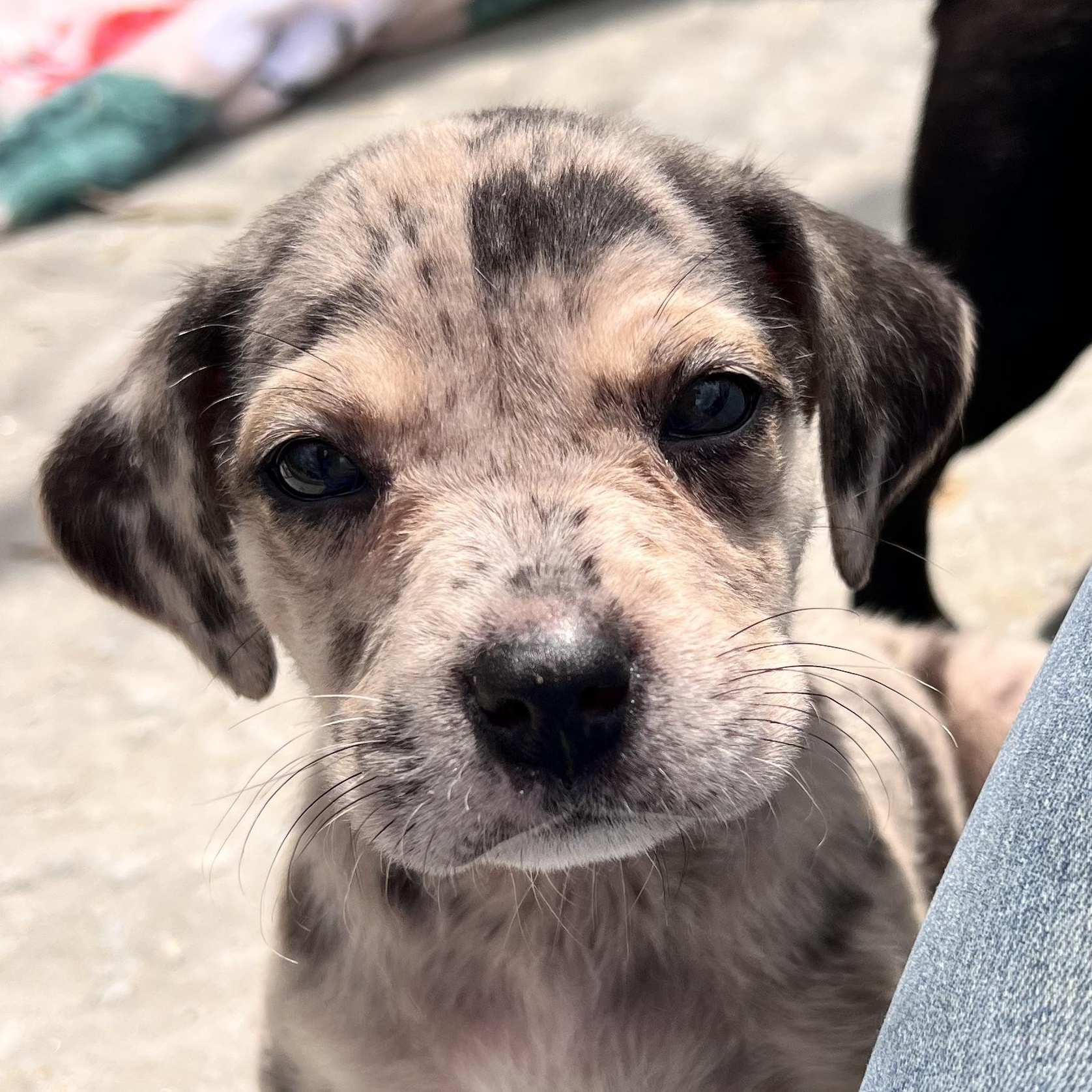 Harlow Huzzah, an adopted mixed breed in Woburn, MA image 1/5