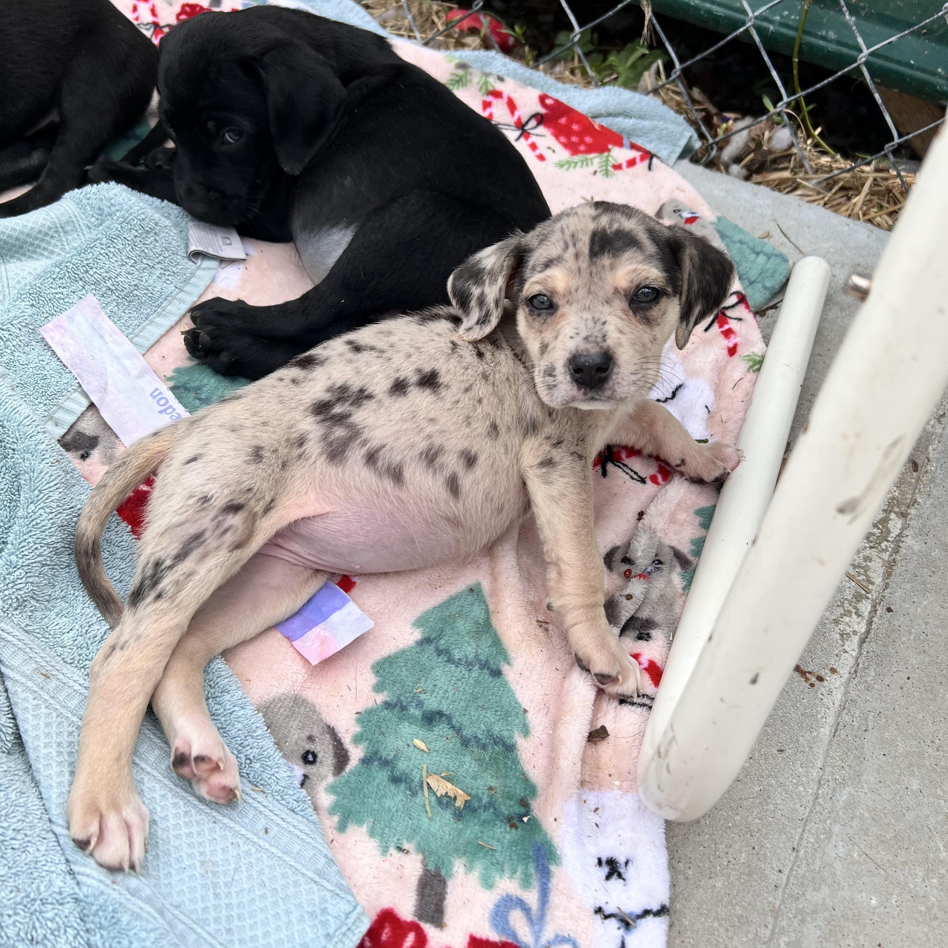 Harlow Huzzah, an adopted mixed breed in Woburn, MA image 4/5
