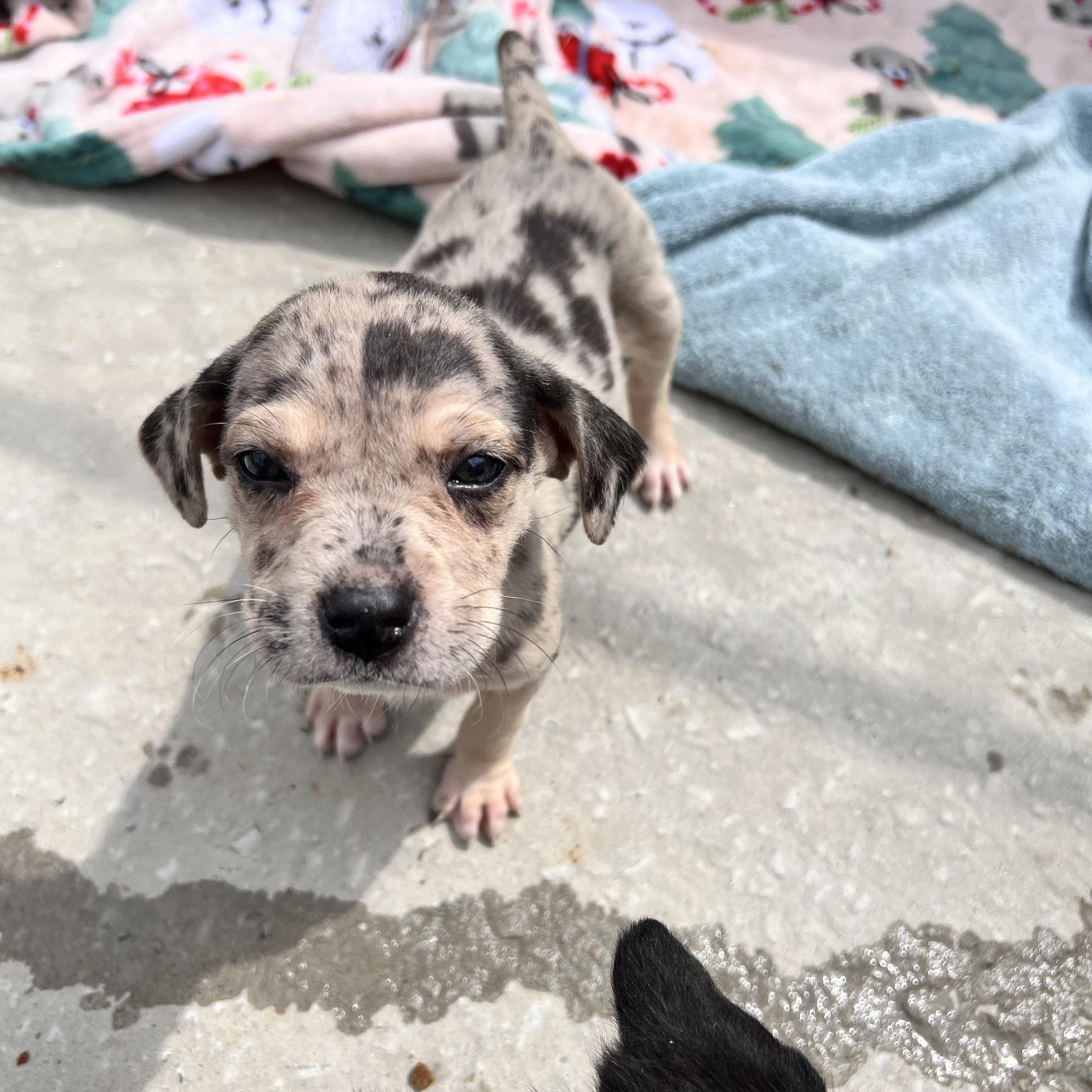 Harlow Huzzah, an adopted mixed breed in Woburn, MA image 2/5
