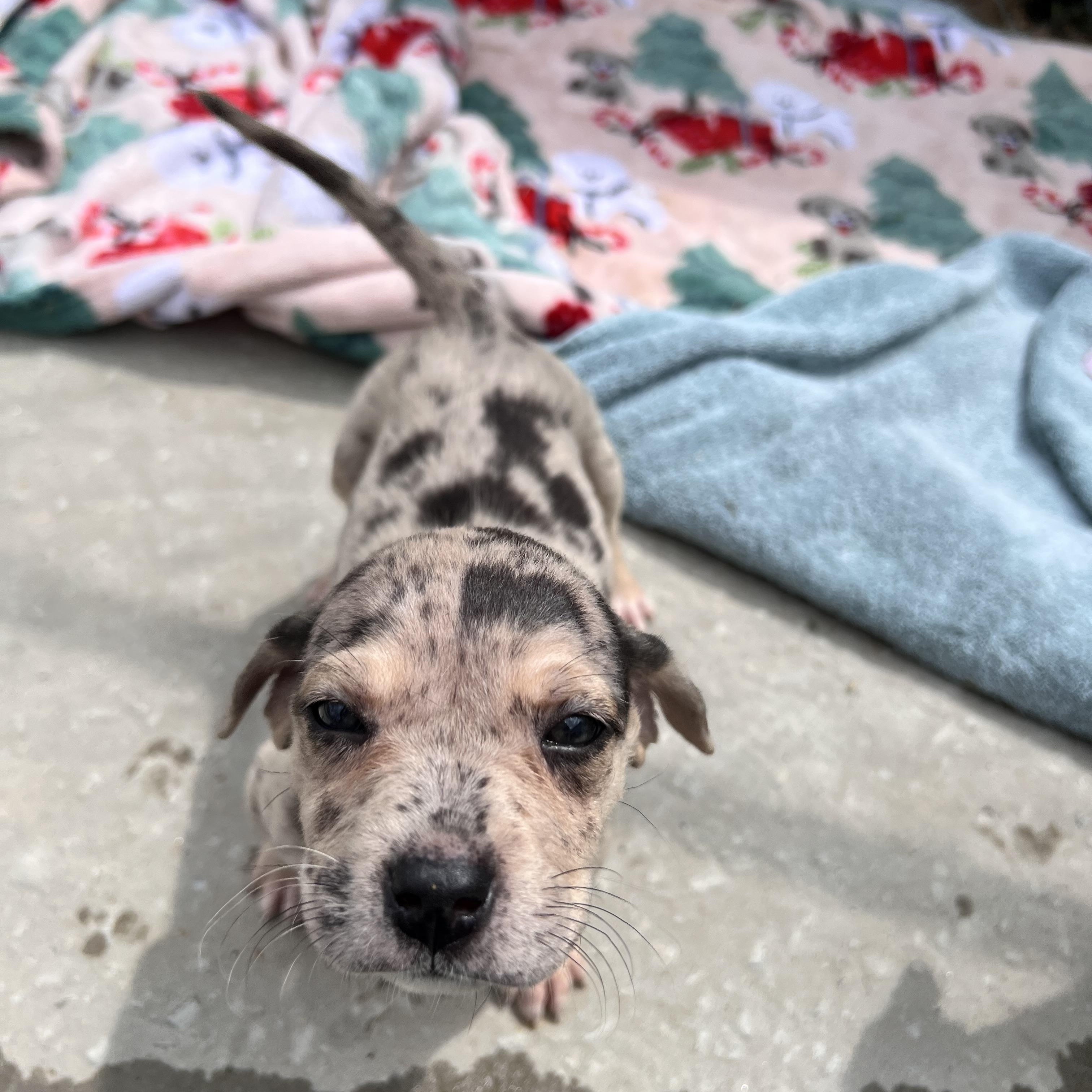 Harlow Huzzah, an adopted mixed breed in Woburn, MA image 5/5