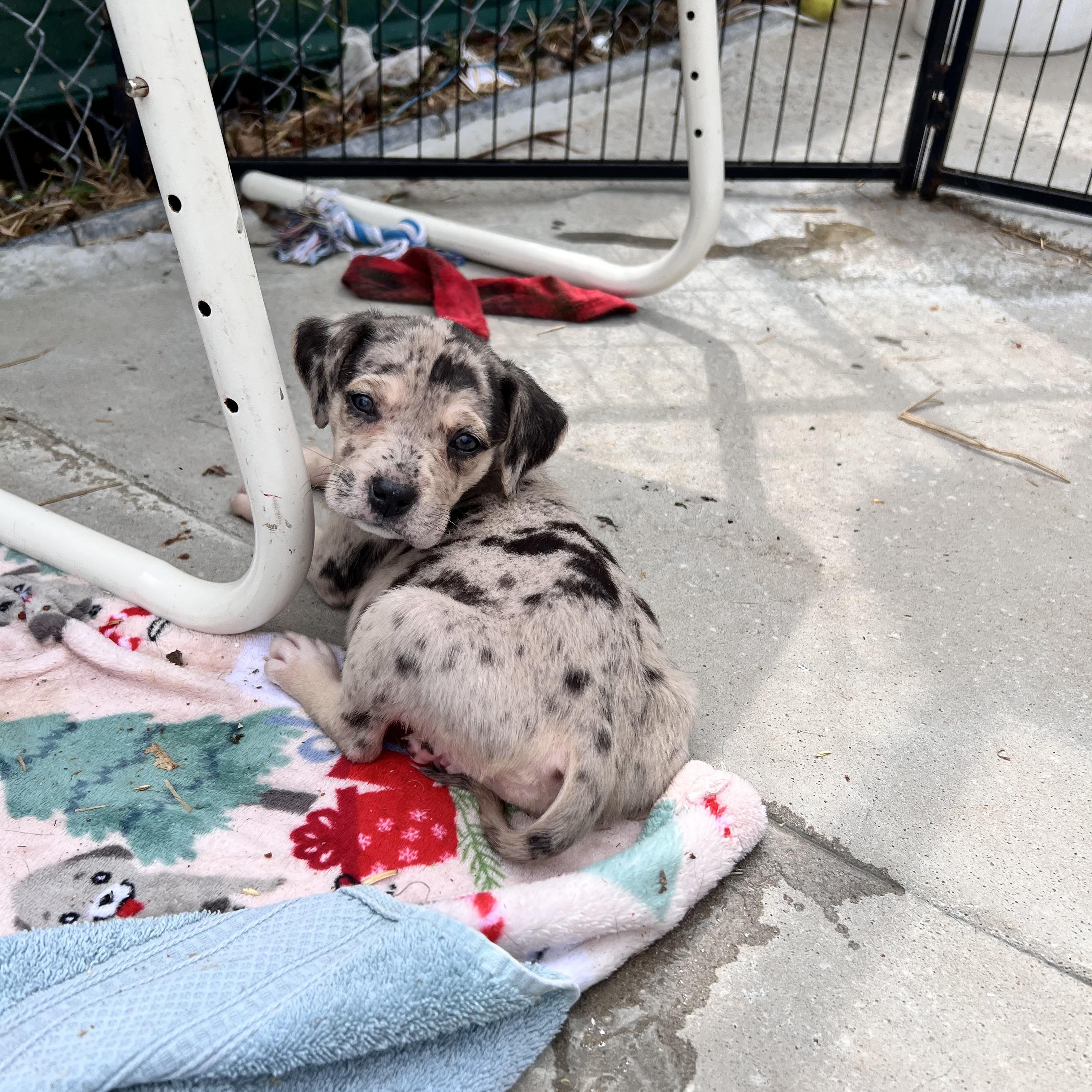 Harlow Huzzah, an adopted mixed breed in Woburn, MA image 3/5