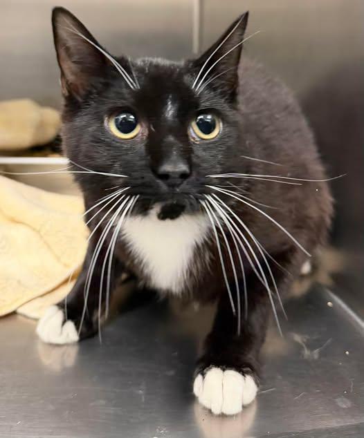 Cayenne, ADOPTABLE, Adult Male Domestic Short Hair.