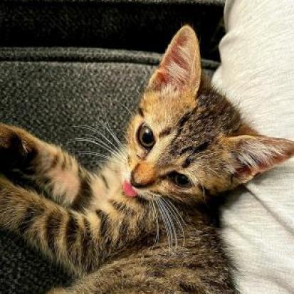 Enlarge Scout, a Adoptable mixed breed in Lexington, SC image 3/5