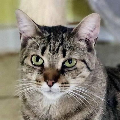 Enlarge Scout, a Adoptable mixed breed in Lexington, SC image 3/3