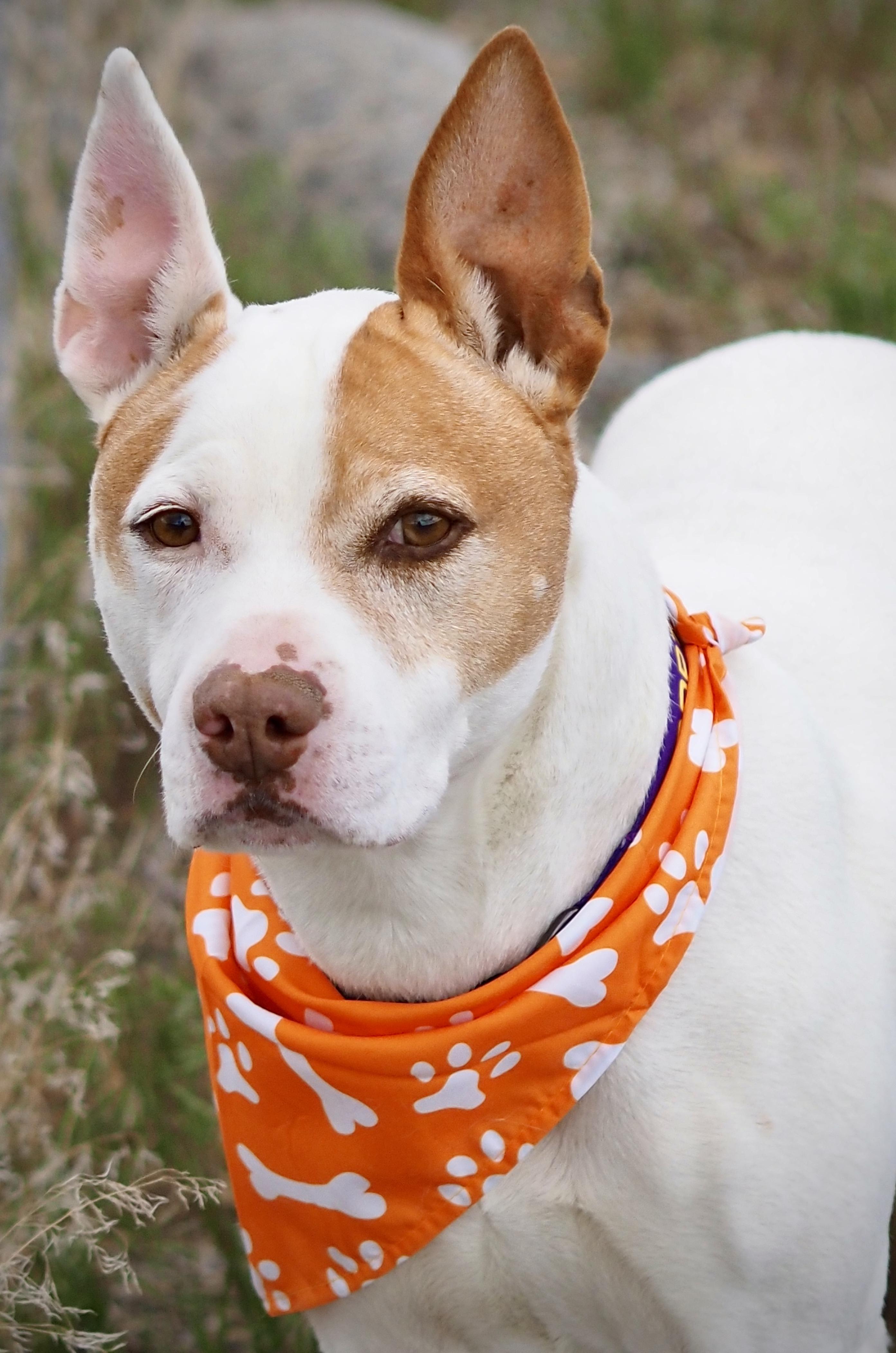 Enlarge Miller, a ADOPTABLE mixed breed in Buena Vista, CO image 1/6