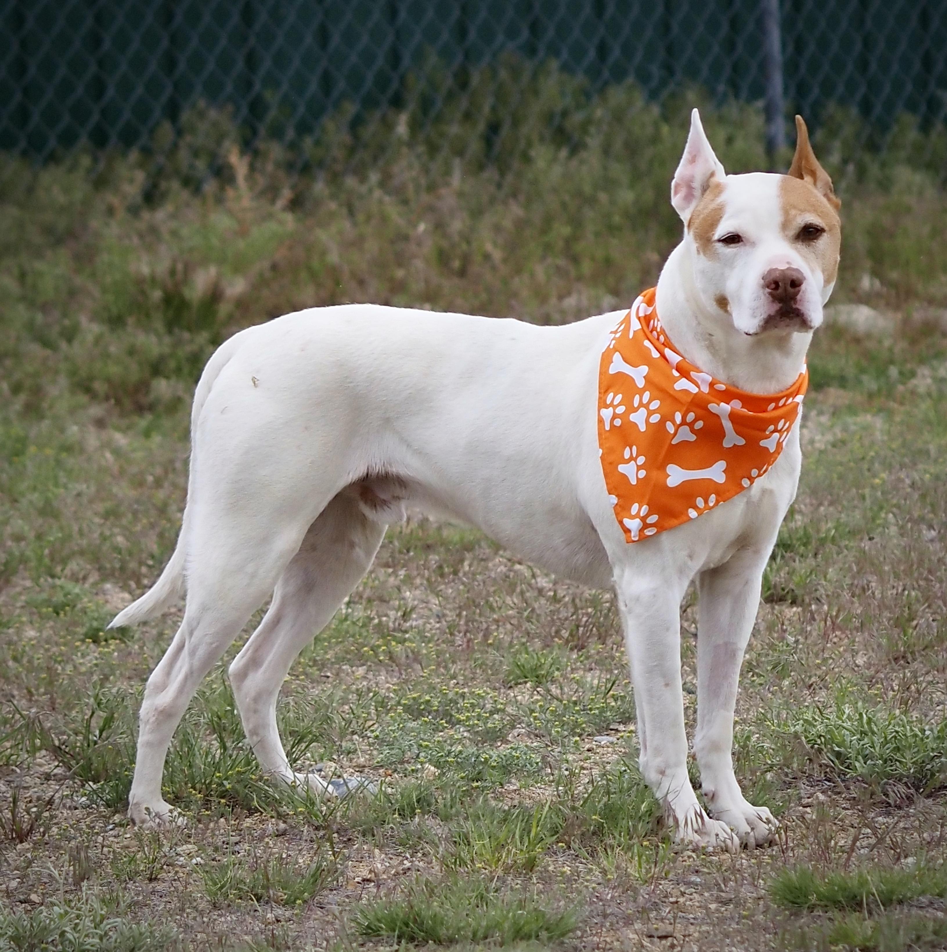 Enlarge Miller, a ADOPTABLE mixed breed in Buena Vista, CO image 4/6