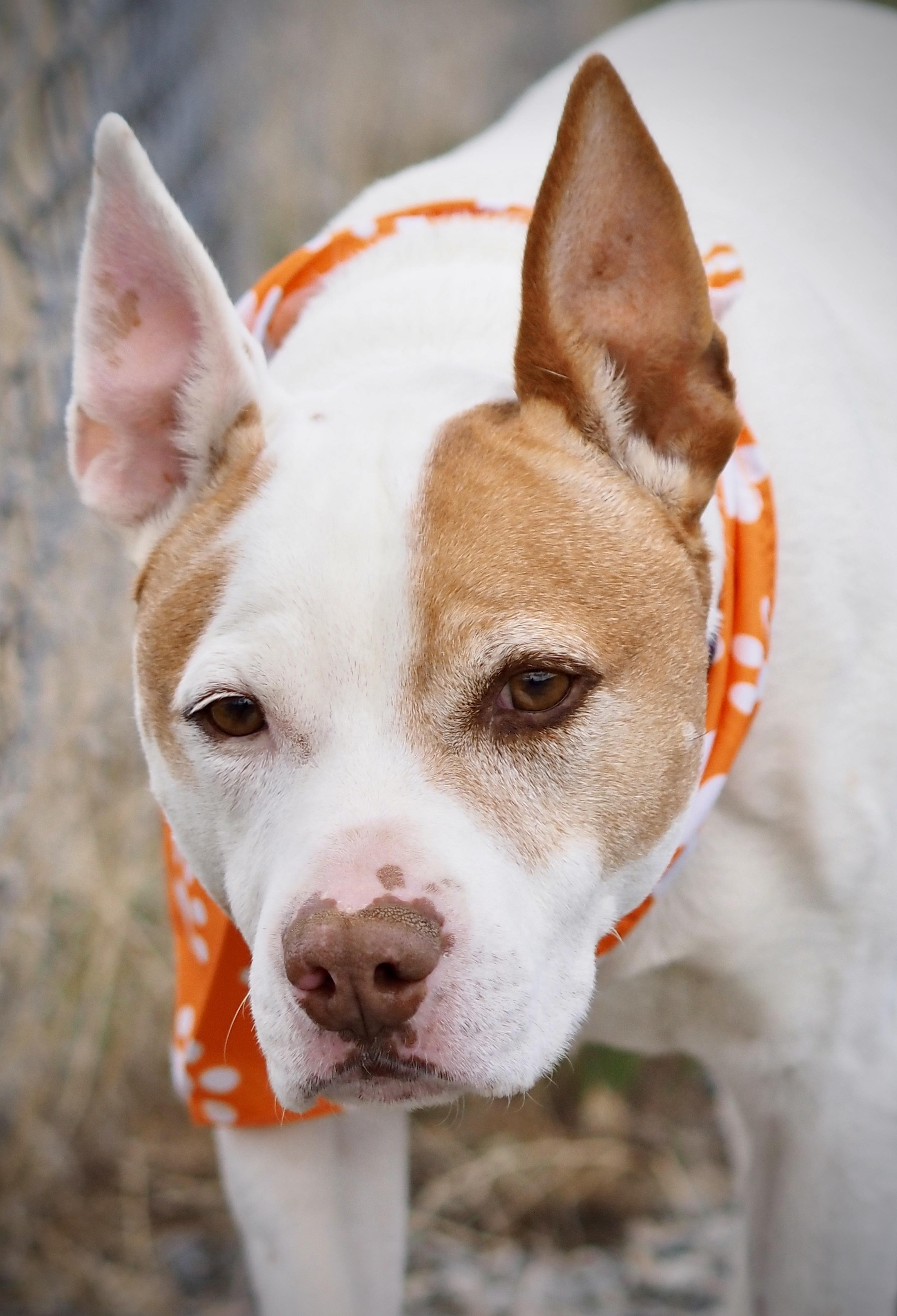 Enlarge Miller, a ADOPTABLE mixed breed in Buena Vista, CO image 6/6